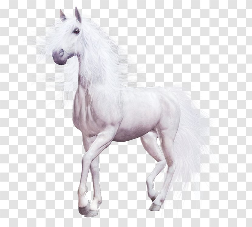 Horse Download Computer File - Painting - Whitehorse Transparent PNG