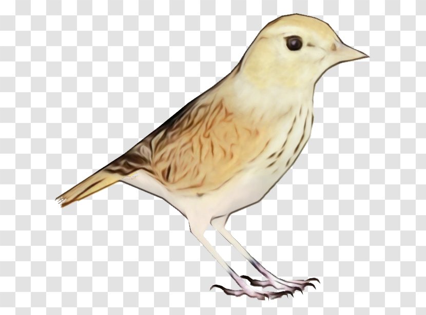 Bird Beak Finch Sparrow Songbird - Snow Bunting Atlantic Canary Transparent PNG
