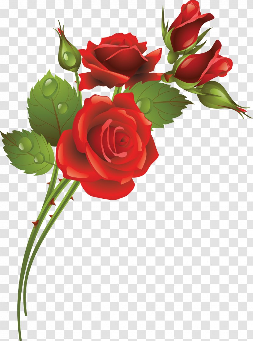 Garden Roses Flower Clip Art - Arranging - Rose Transparent PNG