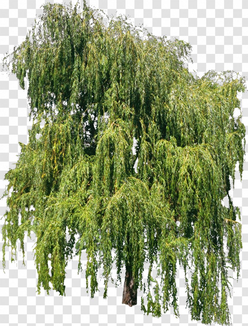 Tree Willow Voirie Plant Profil En Travers - Forest - Bush Transparent PNG