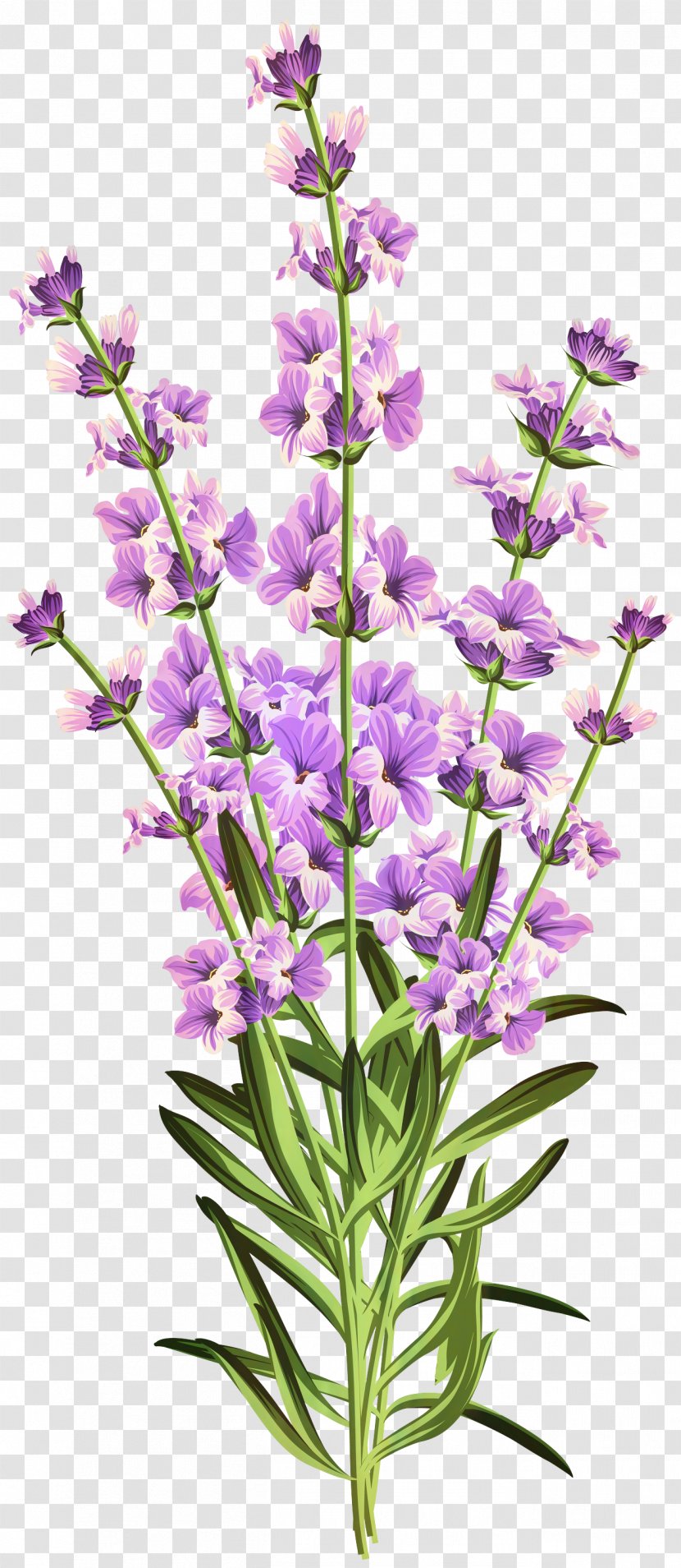 Flowers Background - Purple - Monkshood Perennial Plant Transparent PNG