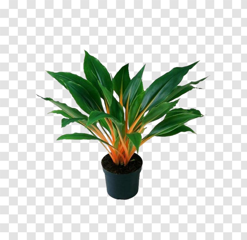 Chlorophytum Comosum Houseplant Orchidastrum Plant Stem - Evergreen Transparent PNG