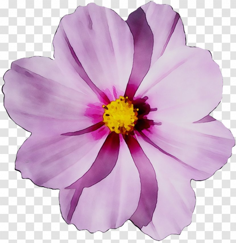 Flower Clip Art Image Transparency - Wildflower - Cosmos Transparent PNG