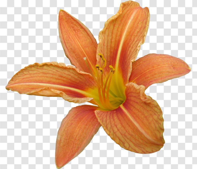 Lilium Bulbiferum Bach Flower Remedies Aromatherapy Amaryllis Belladonna - Orange Lily Transparent PNG