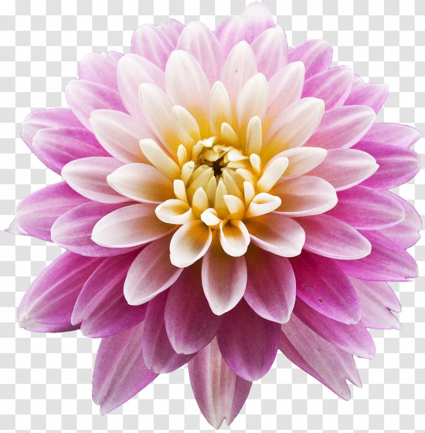 Dahlia Pink Flowers - Chrysanths - Blue Flower Transparent PNG