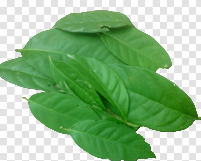 Indonesian Bay Leaf Herb Spice Condiment - BAY LEAVES Transparent PNG