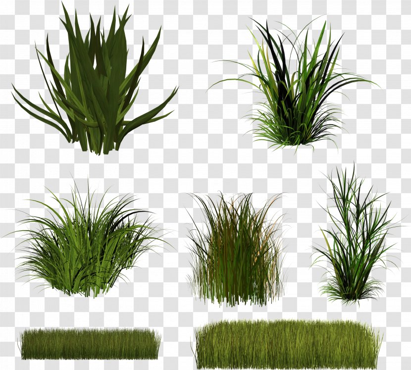 Download Herbaceous Plant Clip Art - Grass - Grassland Vector Transparent PNG