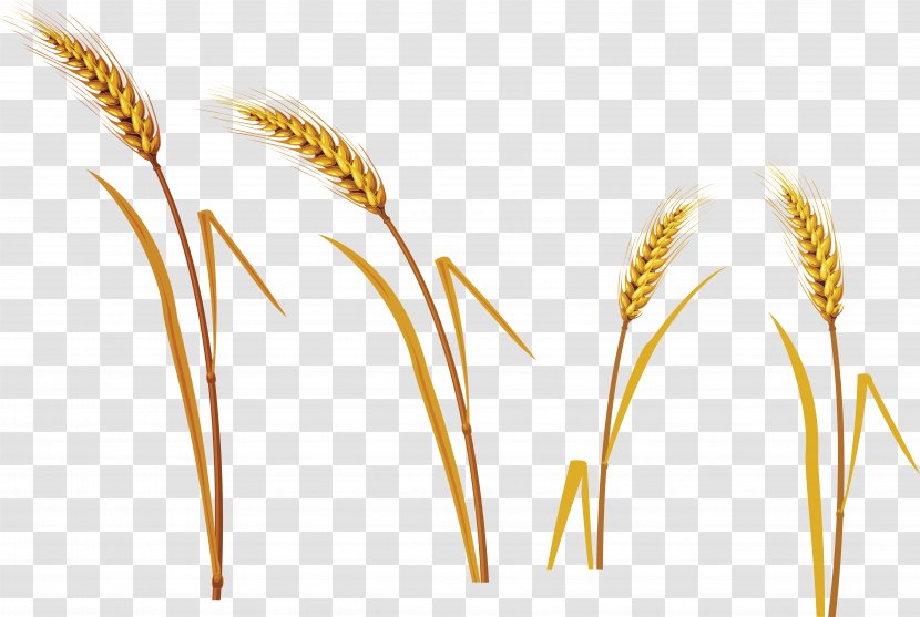 Kasha Caryopsis Oat Wheat - Grauds Transparent PNG