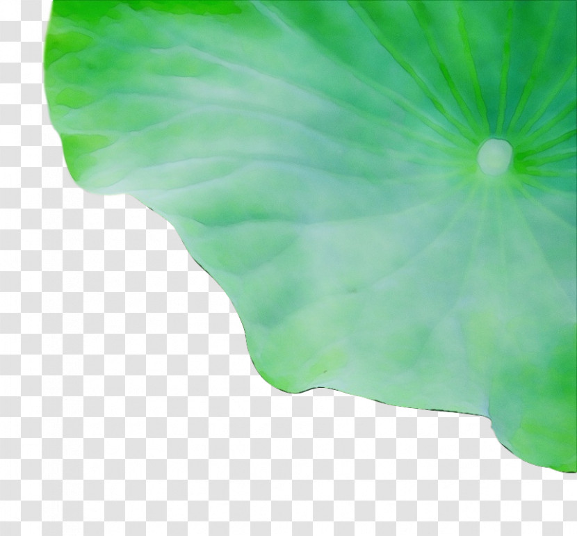 Leaf Green M-tree Tree Science Transparent PNG