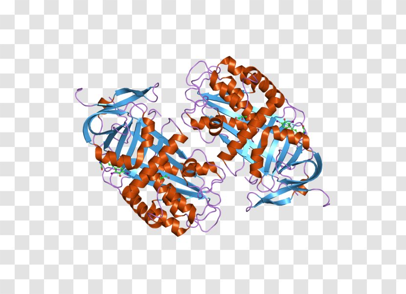 Thyroxine-binding Globulin Beta Globulins Thyroid Hormones - Serum - Thyroglobulin Transparent PNG