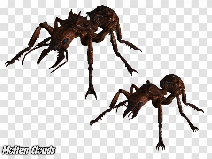 Army Ant Insect Art - Ants Transparent PNG