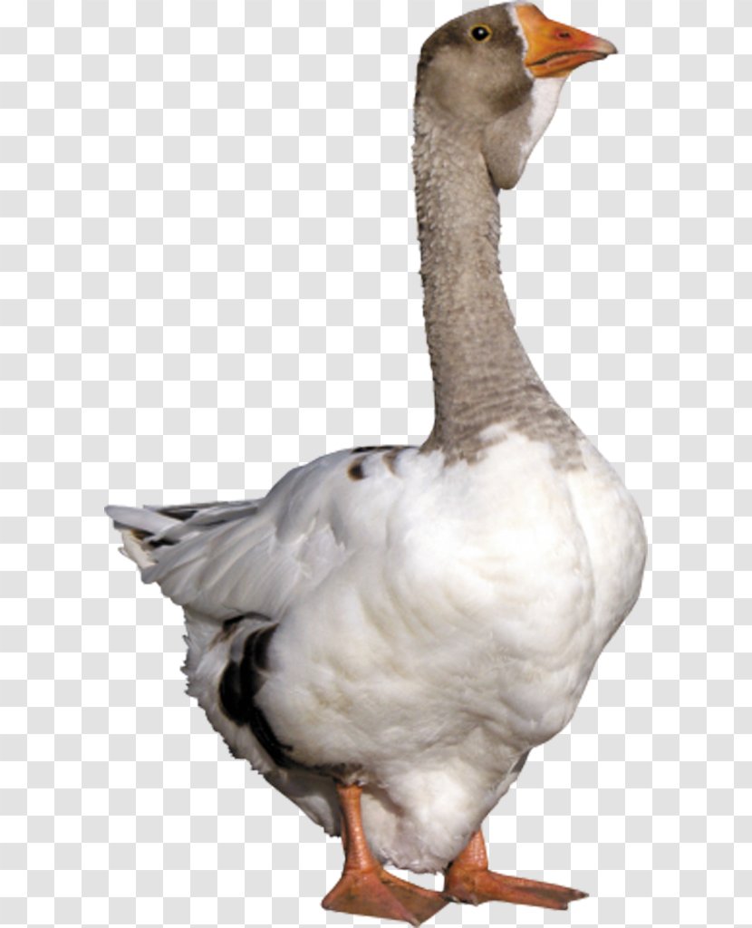 Goose Duck Download - Neck - Head Transparent PNG