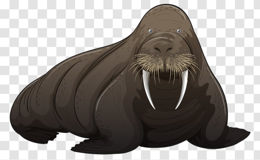 Walrus Royalty-free Illustration - Wildlife - Cartoon Sea Lion Transparent PNG