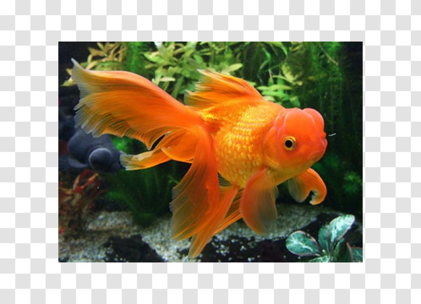 Red Cap Oranda Veiltail Common Goldfish Ryukin - Fish Transparent PNG