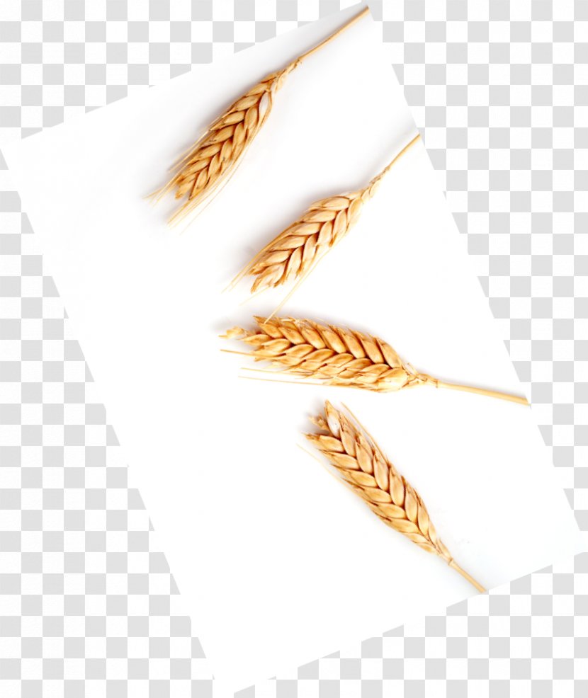 Food Grain Emmer Cereal Germ Grasses - Wheat Spike Transparent PNG