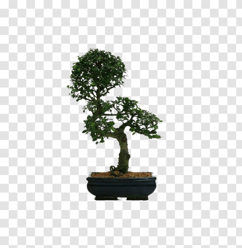 Chinese Sweet Plum Flowerpot Tree Sageretia - Houseplant Transparent PNG