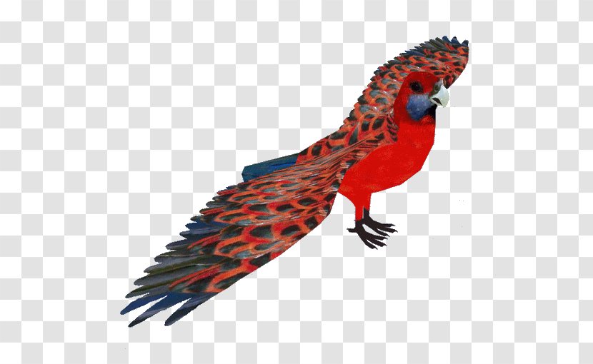 Bird Parrot - Tail Transparent PNG