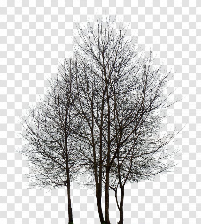 Tree Clip Art - Plant - Trees Transparent PNG