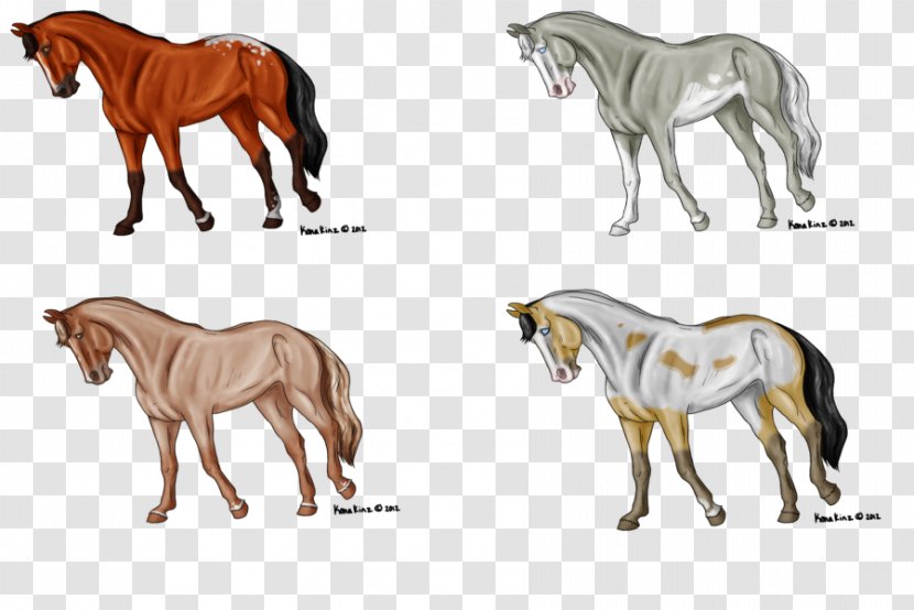 Mane Mustang Foal Stallion Mare - Pony - Spring Break Transparent PNG