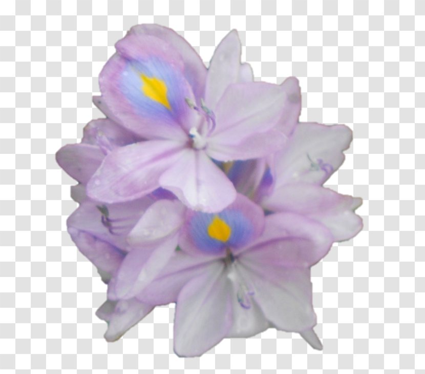 Hyacinth Violet Herbaceous Plant Family - Flower Transparent PNG