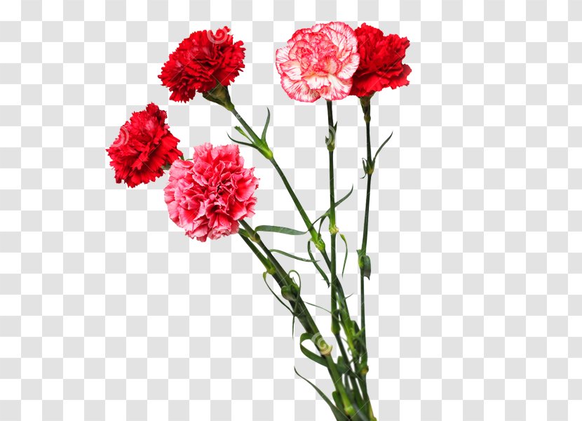 Carnation Cut Flowers Floral Design Flower Bouquet - Arranging Transparent PNG