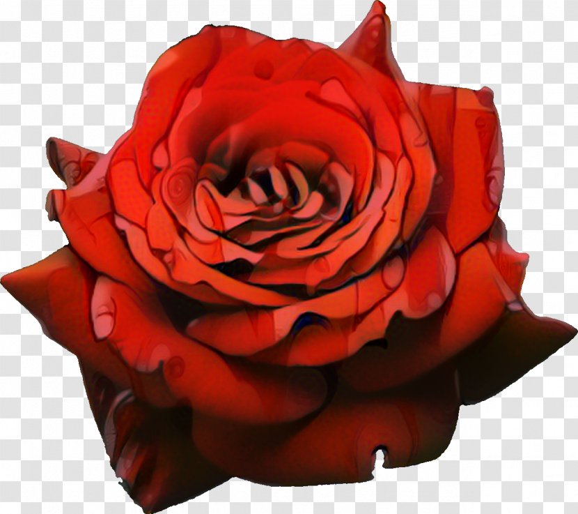Clip Art Rose Image Free Content - Cut Flowers - Begonia Transparent PNG