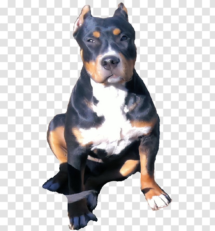 Dog Breed Greater Swiss Mountain Entlebucher - American Bully Transparent PNG