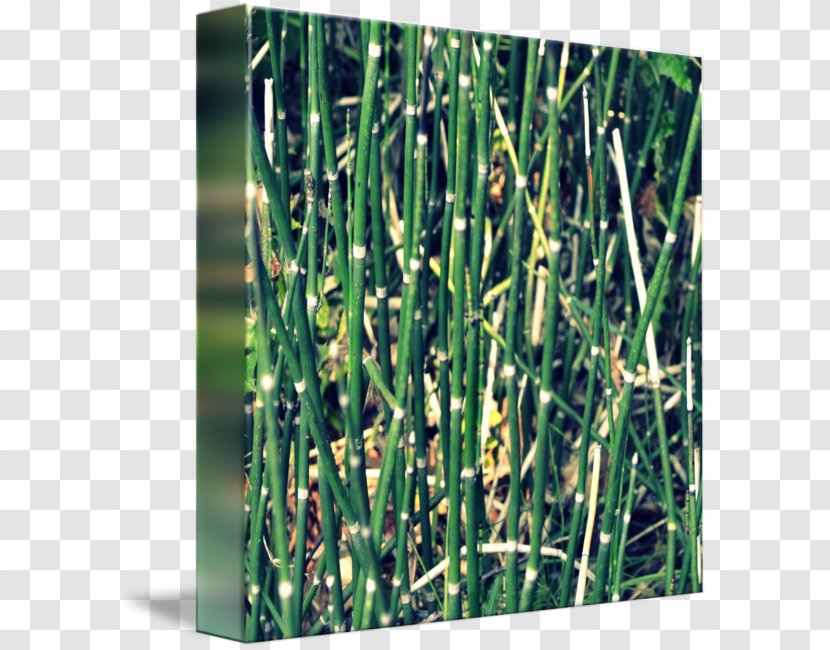 Sweet Grass Field Horsetail Grasses Plant Stem Bamboo - Family Transparent PNG