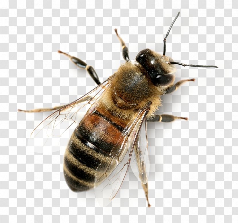 Langstroth On The Hive & Honey Bee Beehive Worker Transparent PNG