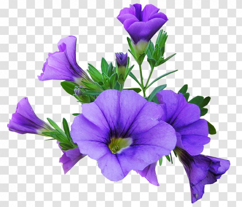 Petunia Image Flower Graphics Desktop Wallpaper - Viola Transparent PNG