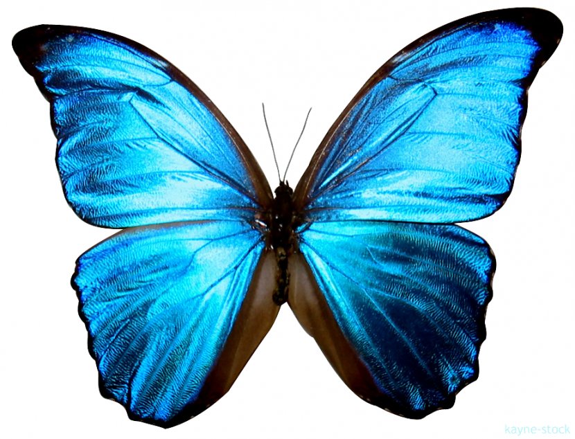 Butterfly Insect Morpho Menelaus Clip Art - Monarch Transparent PNG