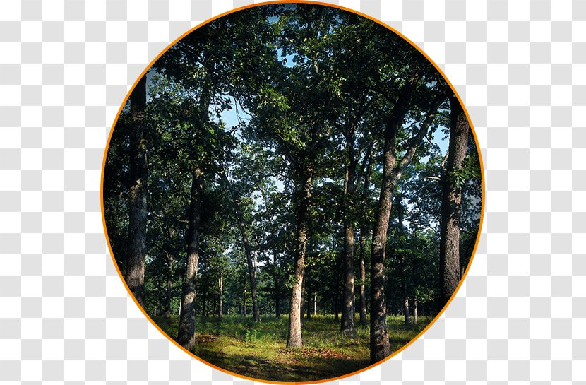 American Whiskey Barrel Oak Woodland - Forest - Tree Circle Transparent PNG