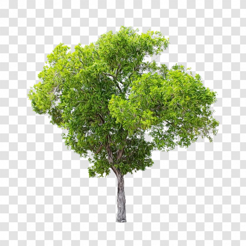 Oak Tree Leaf - Shrub Plant Stem Transparent PNG