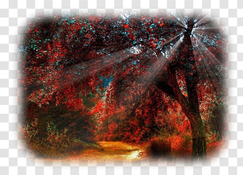 Forest Tree Sunlight Autumn - Color Transparent PNG