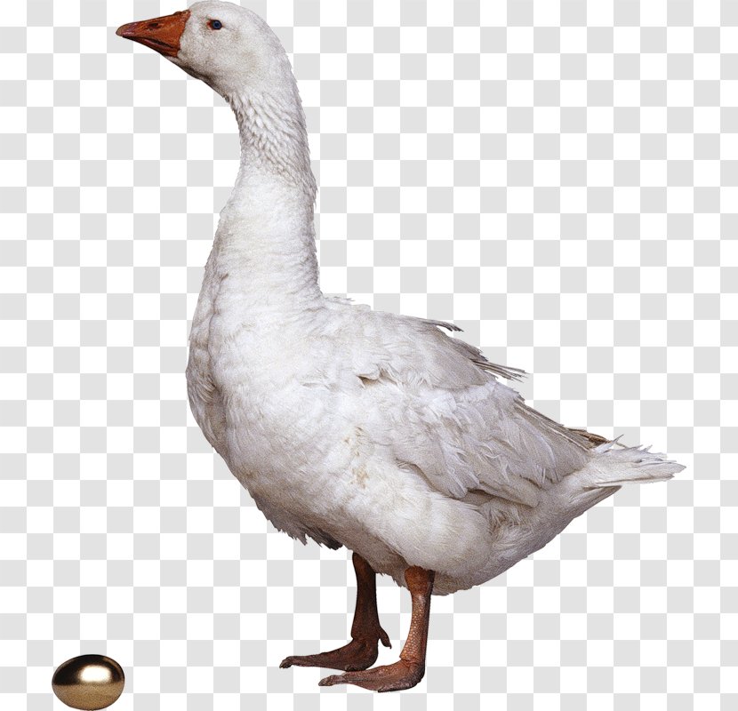 Grey Geese Domestic Goose Clip Art - Fauna Transparent PNG