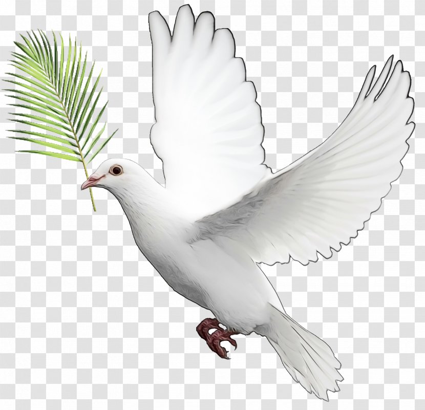 Pigeons And Doves Homing Pigeon Bird English Carrier Mourning Dove - Peace - Symbols Tail Transparent PNG