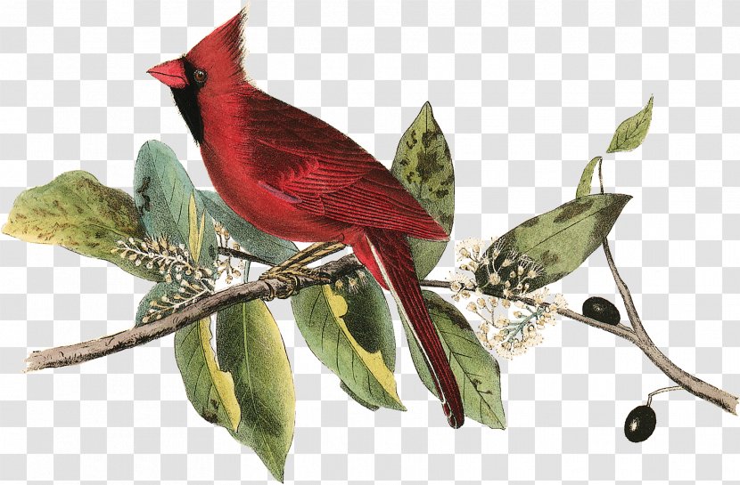 The Birds Of America Painting National Audubon Society Northern Cardinal - Bird Transparent PNG