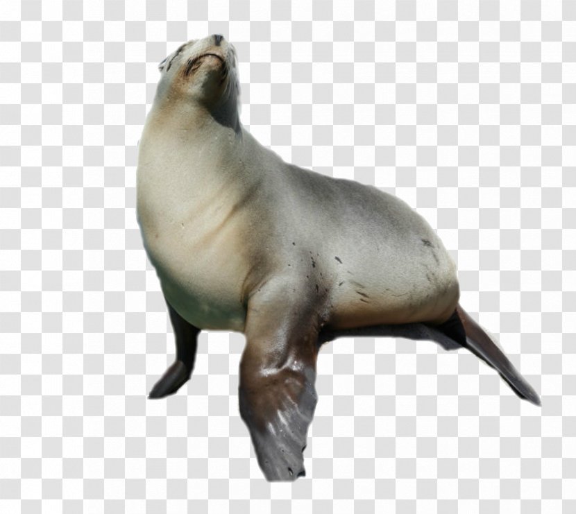 Sea Lion Harbor Seal Animal - Terrestrial - Sealanimal Transparent PNG