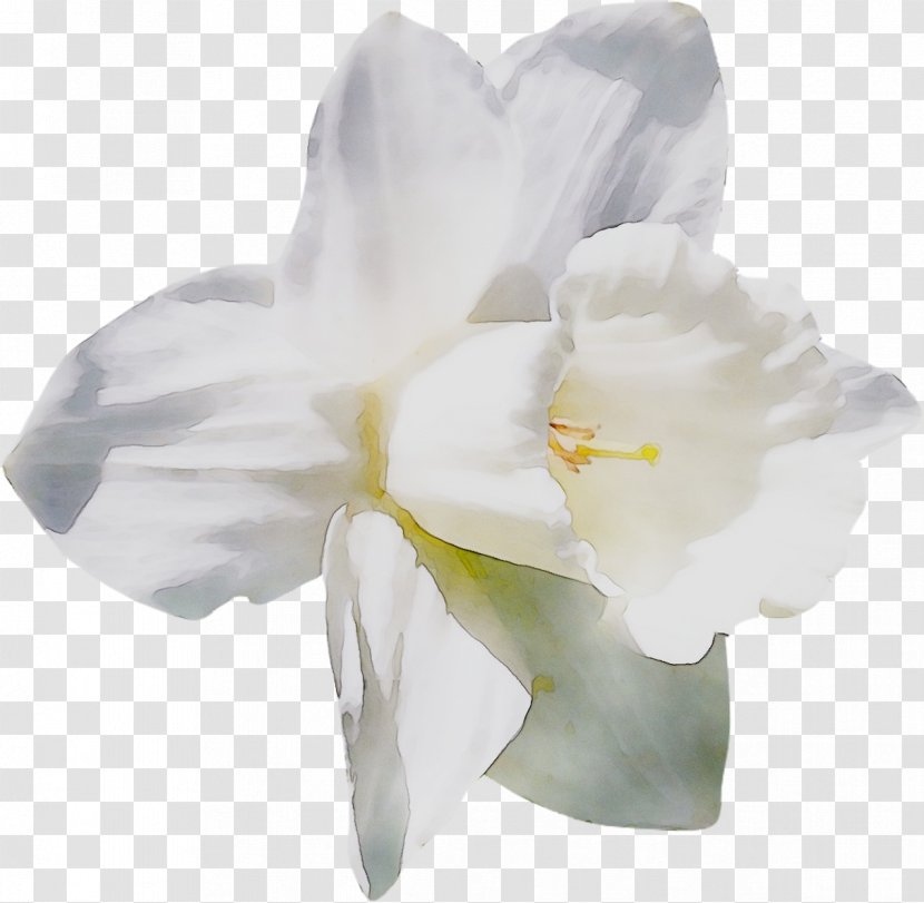 Jersey Lily Narcissus Moth Orchids Belladonna - Hippeastrum Transparent PNG