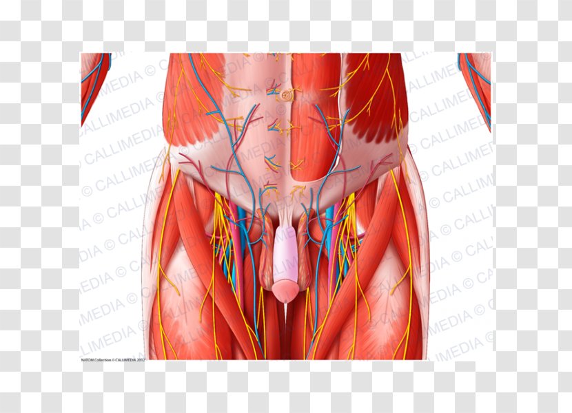 Muscle Blood Vessel Pelvis Nerve Anatomy - Silhouette - Superficial Temporal Transparent PNG