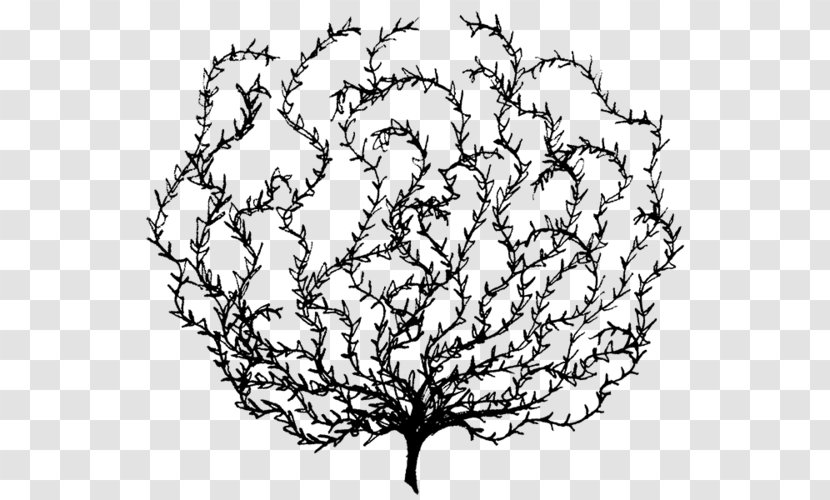 Drawing Tree - Plant - Leaf Transparent PNG