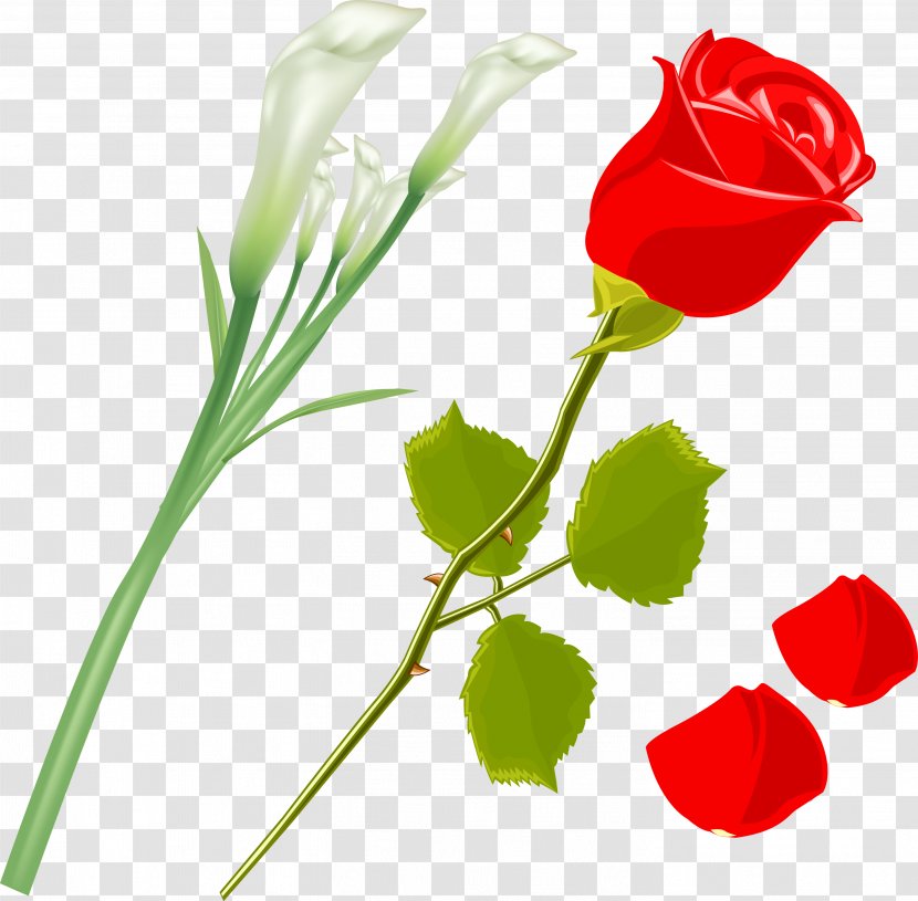Garden Roses Flower Rosa Gallica Clip Art - Flowering Plant - Rose Vector Transparent PNG