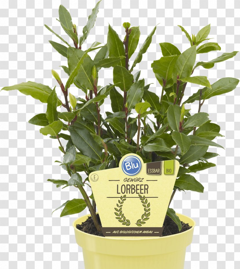 Bay Laurel Lovage Embryophyta Tree Portuguese - Herb Transparent PNG