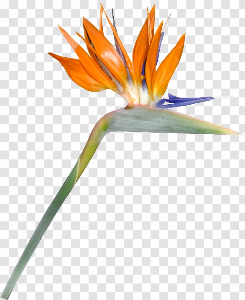 Flower - Petal - Wild Flowers Transparent PNG
