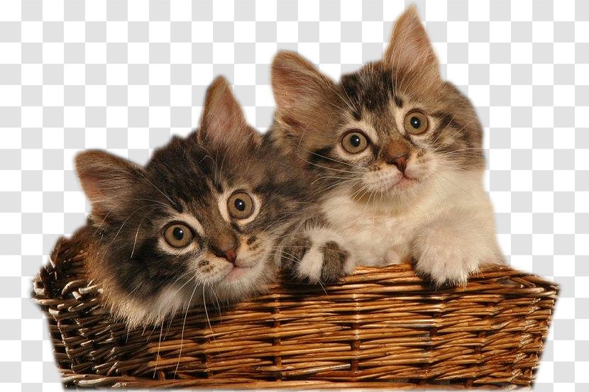 Big Cat Kitten Tiger - Domestic Short Haired - In The Basket Transparent PNG