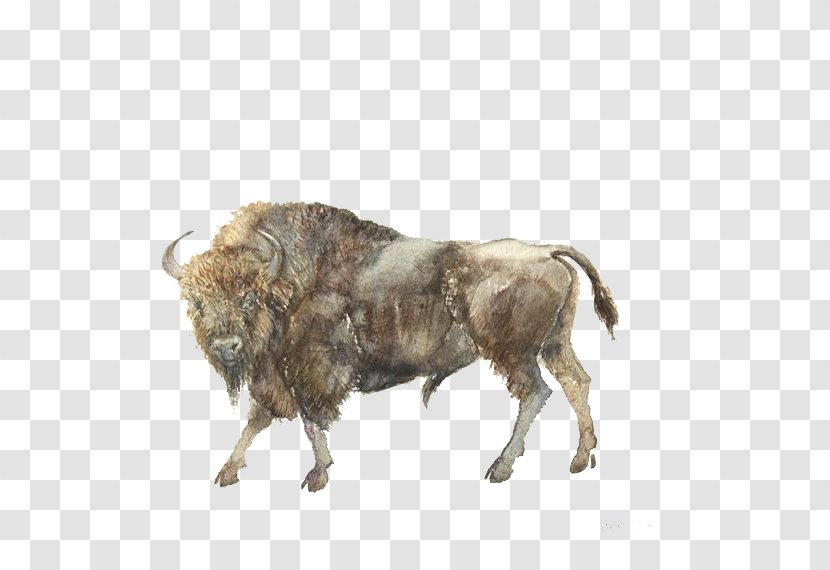 Water Buffalo Ox Gaur American Bison - Horn - Aurochs Transparent PNG