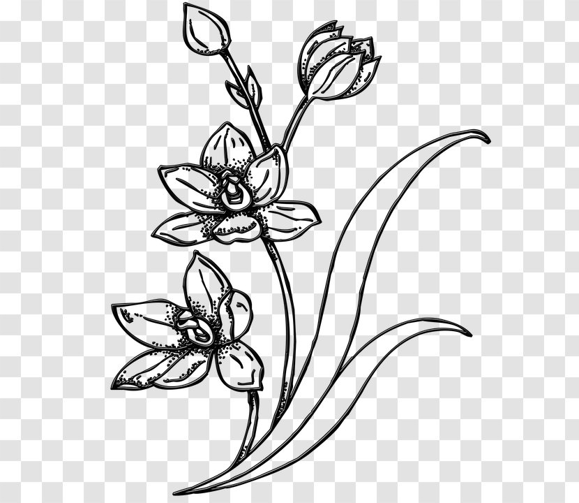 Drawing Image Sketch Clip Art Flower - Flowering Plant Transparent PNG
