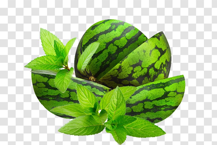 Watermelon Auglis Vegetable - Citrullus Lanatus - Fruit Leaf Transparent PNG