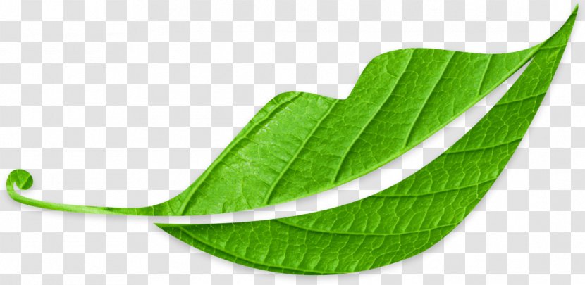 Leaf - Plant Transparent PNG