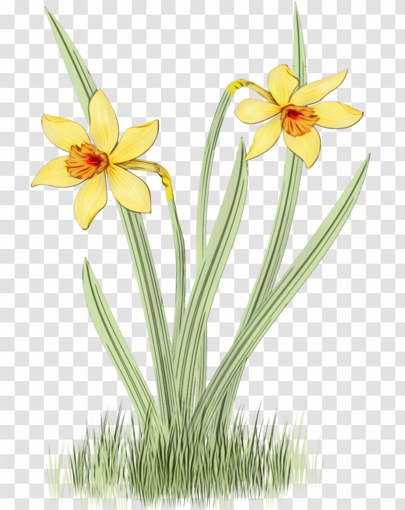 Flower Plant Yellow Narcissus Petal Transparent PNG